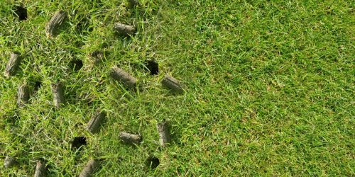 Lawn Care, Lawn Aeration, Lawn Care Company, Lawn Seeding, Weed Control, Lawn Fertilizing Service, Lawn Maintenance, Free Estimate