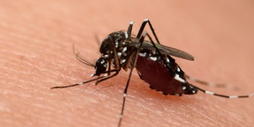 Mosquito Control Application, Mosquito Application Service, Organic Mosquito Solution, Mosquito Exterminator, Free Estimate