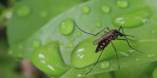 Mosquito Control Application, Mosquito Application Service, Organic Mosquito Solution, Mosquito Exterminator, Free Estimate