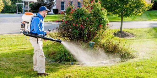 Mosquito Control Application, Mosquito Application Service, Organic Mosquito Solution, Mosquito Exterminator, Free Estimate
